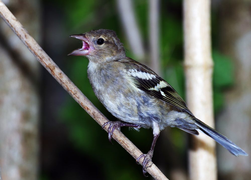 Фотография автора Сергей Гречихин
