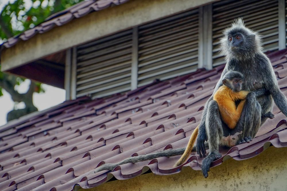 Photograph by Samuel Chan