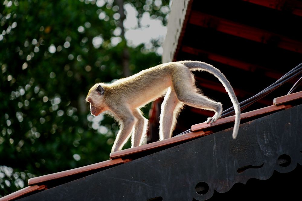 Photograph by Samuel Chan