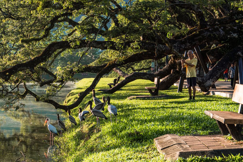 Storks in Taiping lake