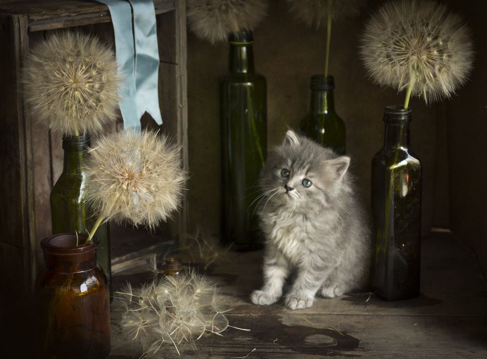 Барсик и Одуваны