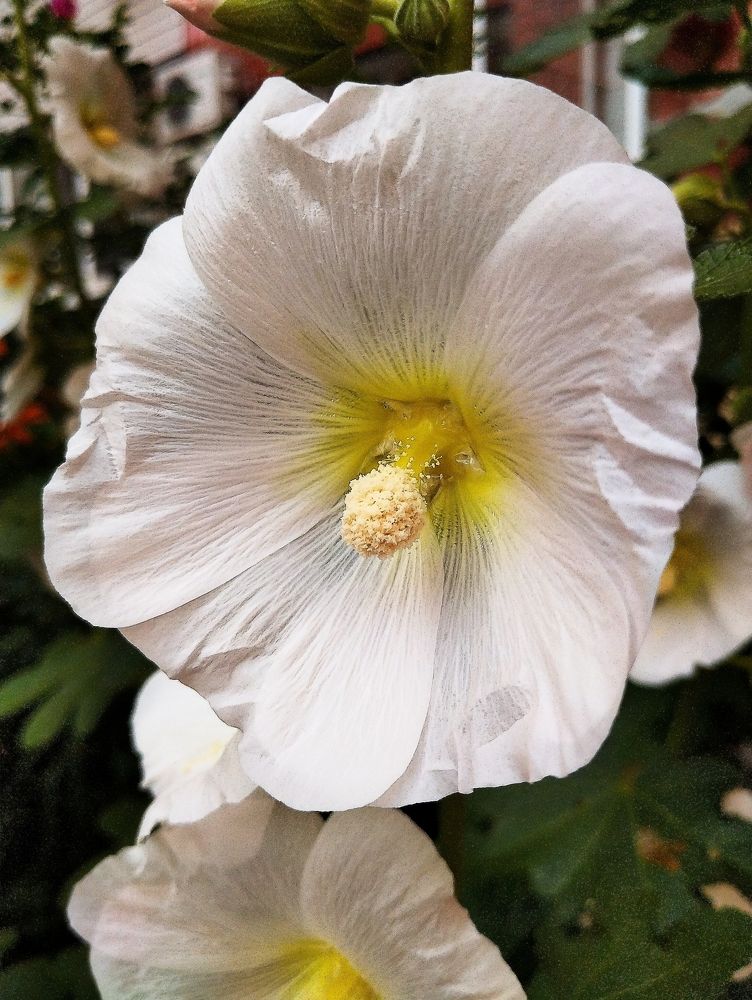 Белая мальва