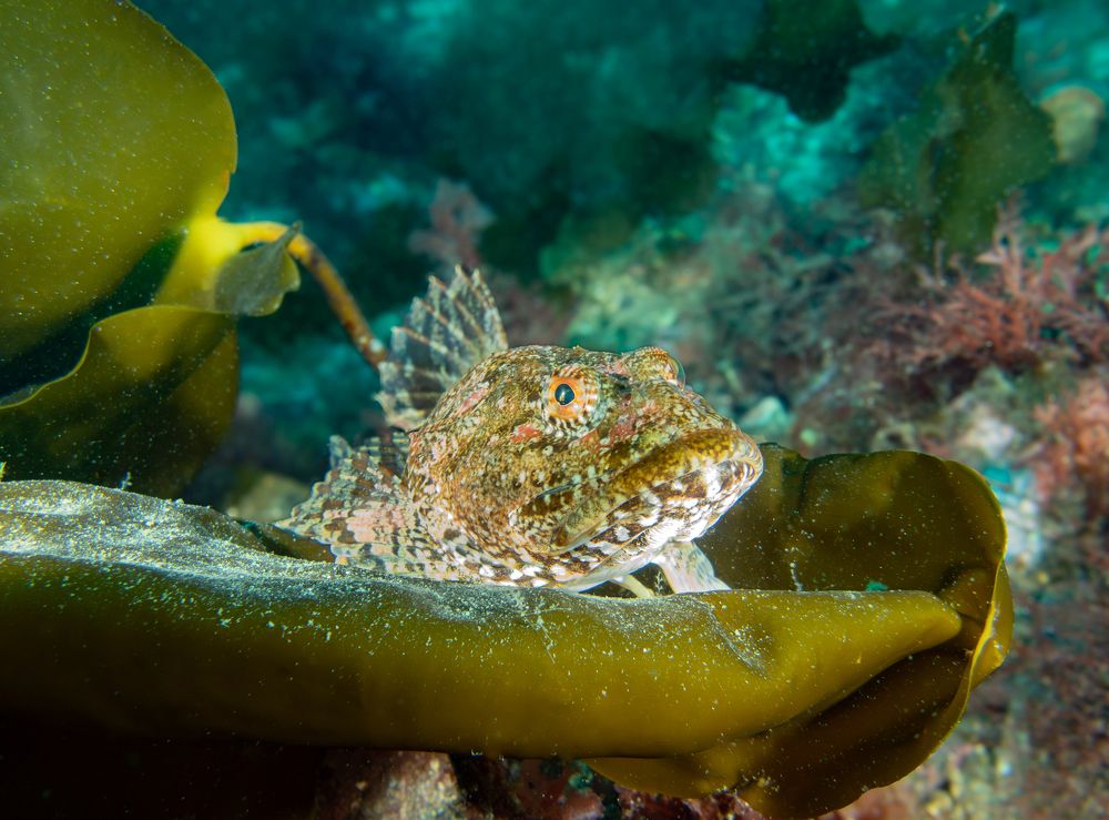 Золотистая скорпена