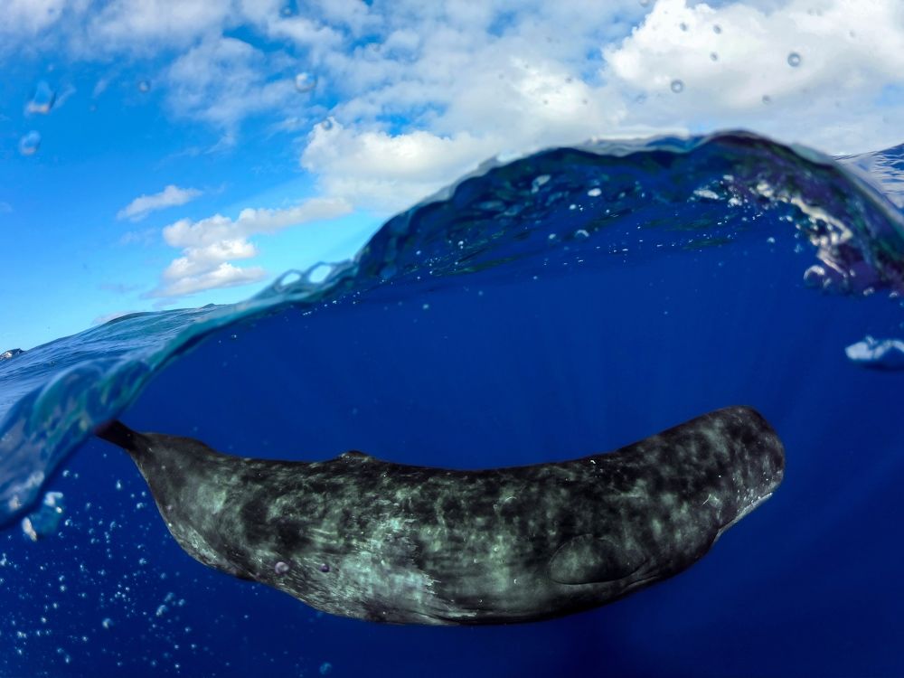 Photograph by uzeyr kamora