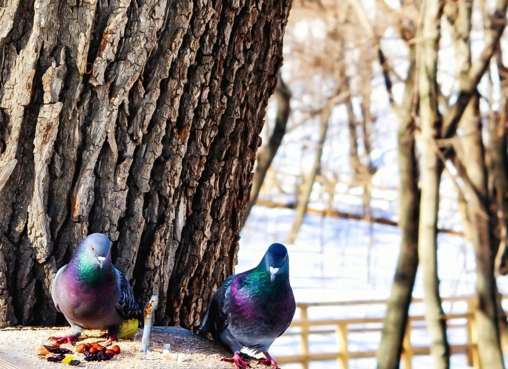 Photograph by Эльвира Куликова