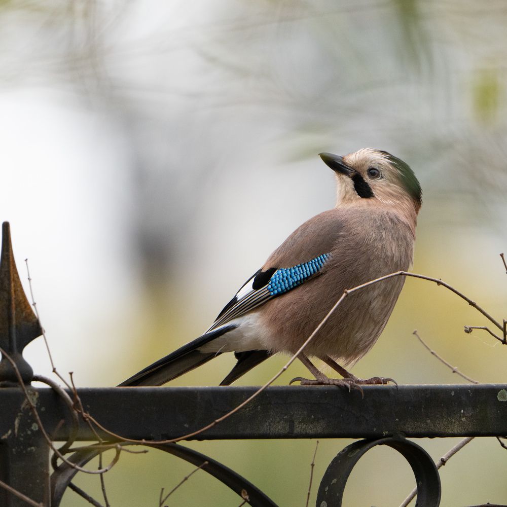 Кокетливая Сойка.
