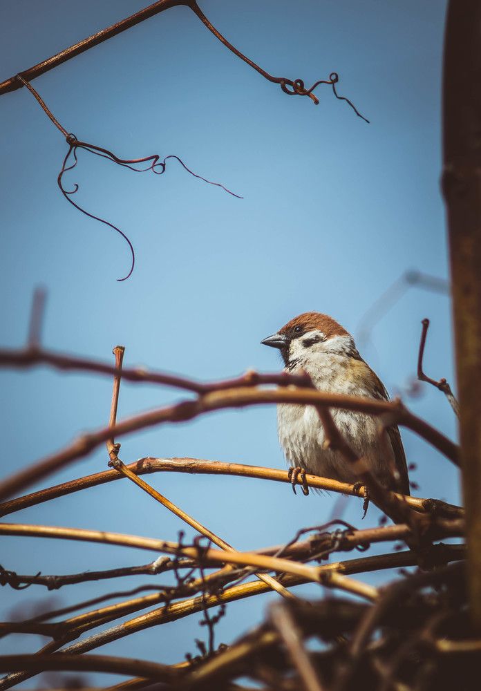Птичка на ветке винограда в городском парке