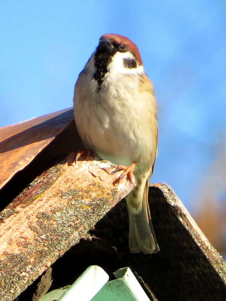 Сидя на крыше