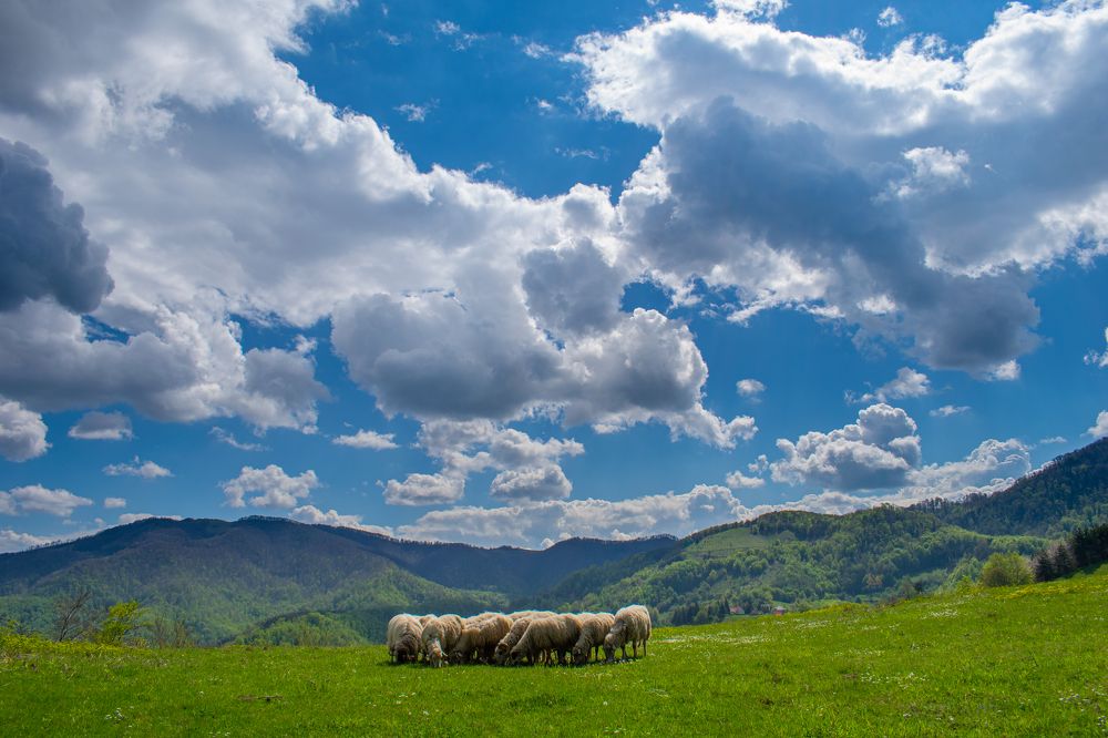 Photograph by Maja Rakić