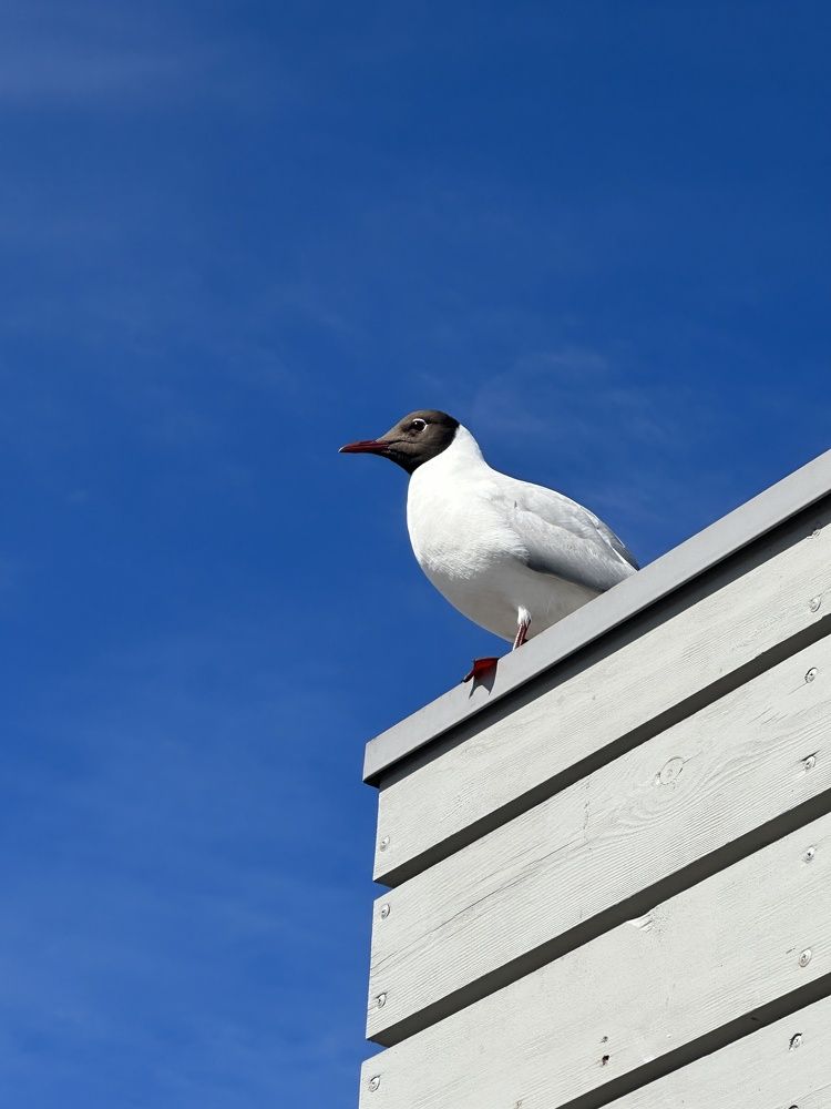 Наглость второе счастье