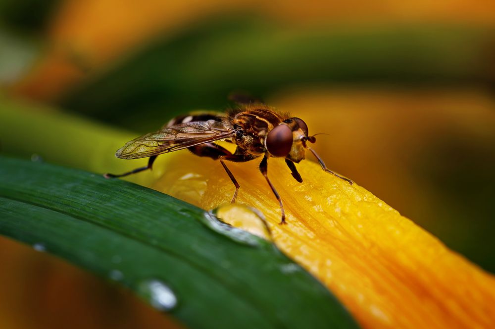 Муха журчалка