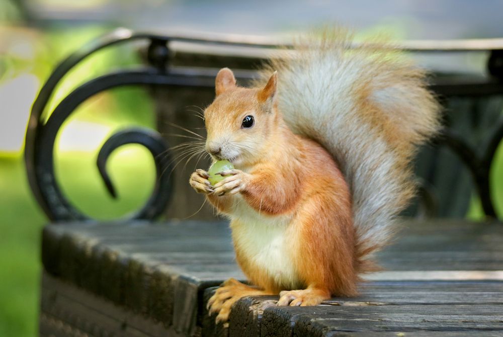 Photograph by Шруб (Беляева) Татьяна