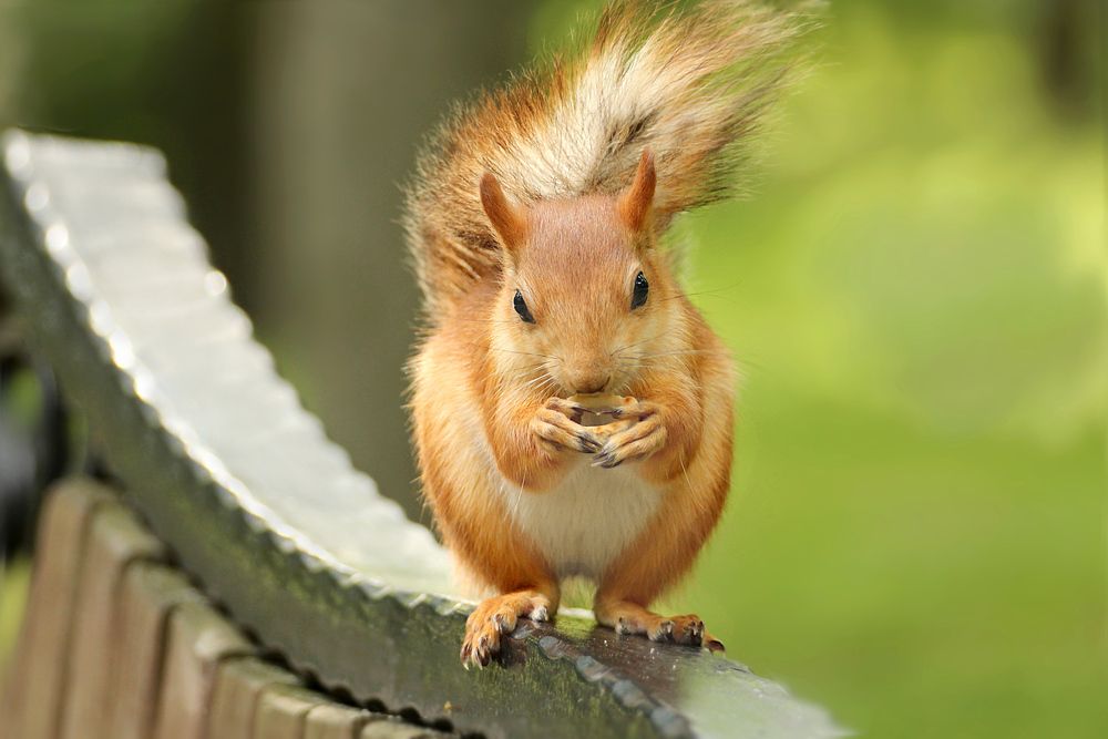 Photograph by Шруб (Беляева) Татьяна