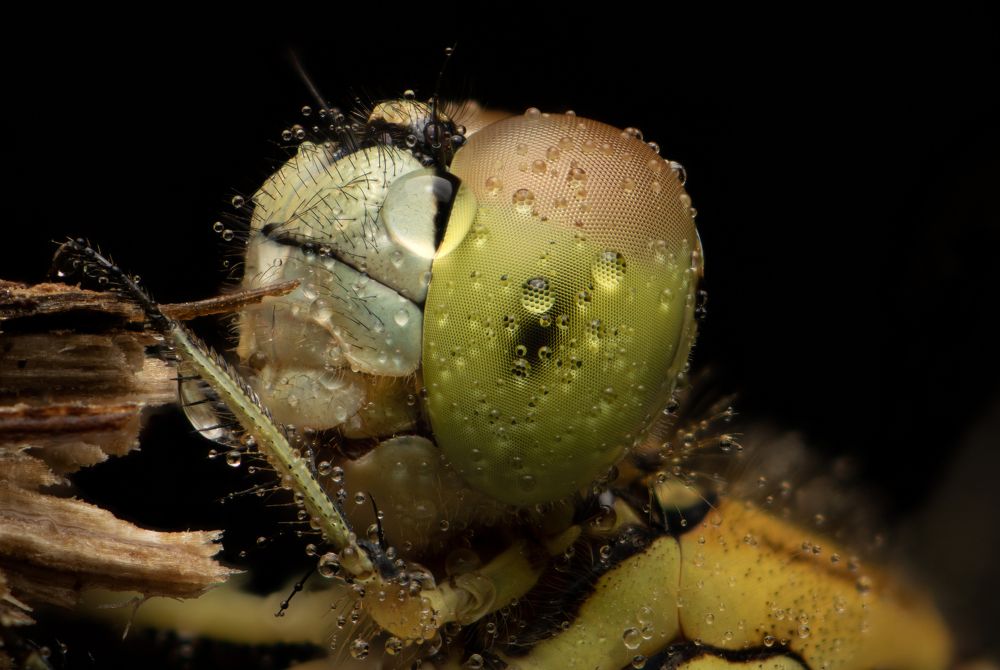 Photograph by Tharindu Gunarathna