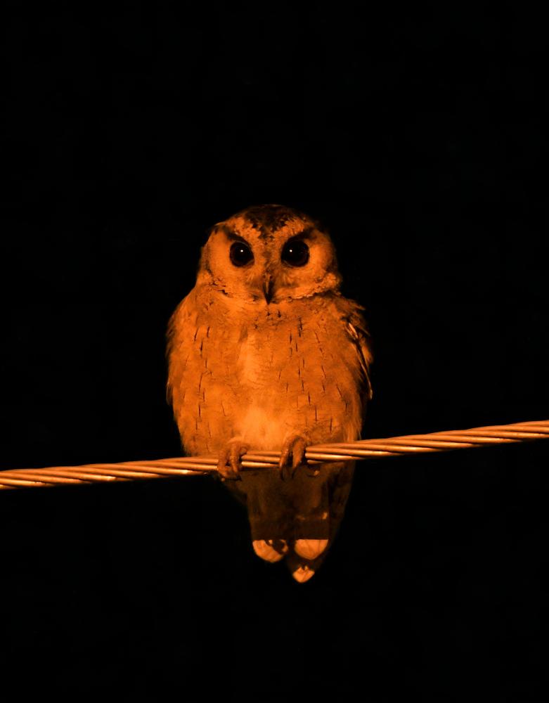 Photograph by Ranjith Kumar