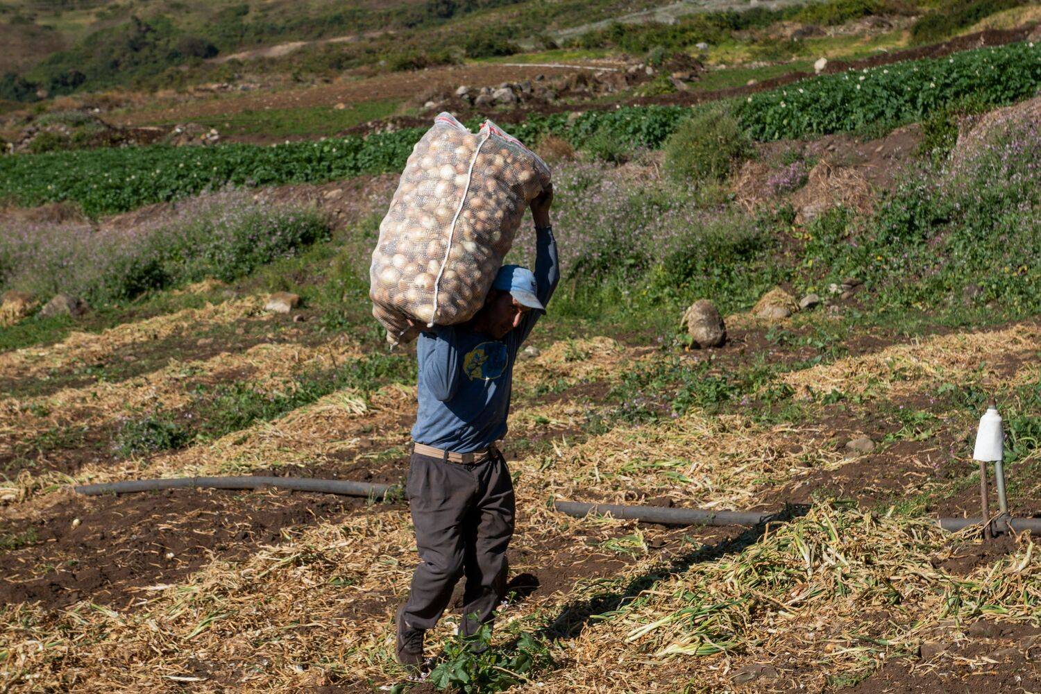 trabajador paramo venezolano