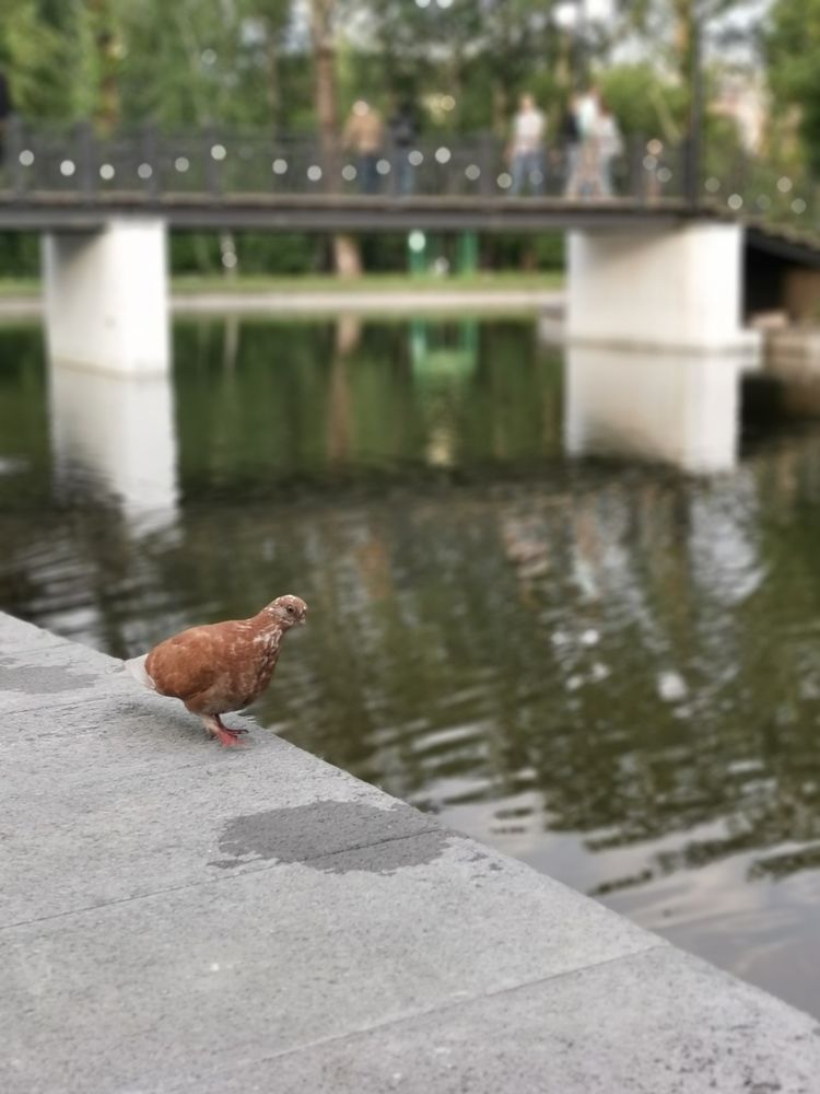 Photograph by Любовь Лунина