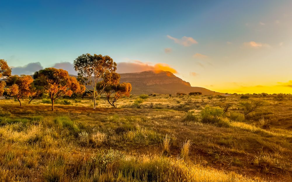 Morning Glories of Wilpena Pound