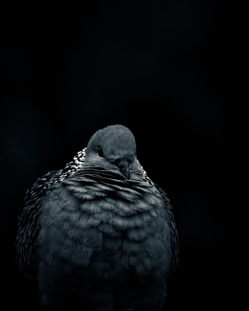 Spotted Dove Closeup shot