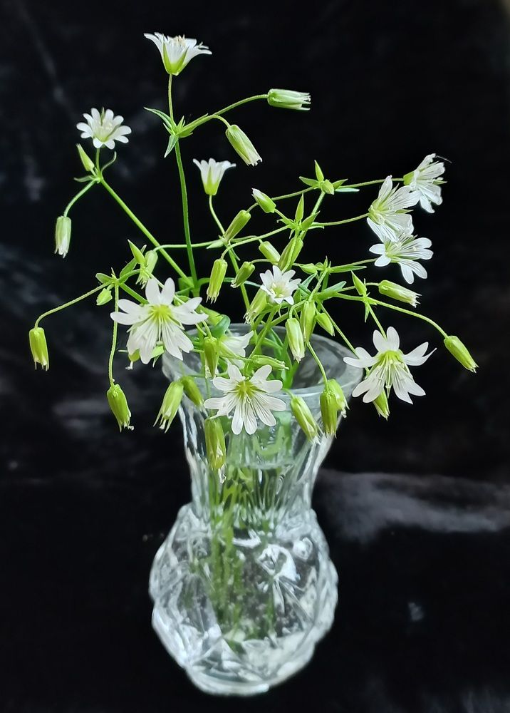 Photograph by Галина Воеводенко