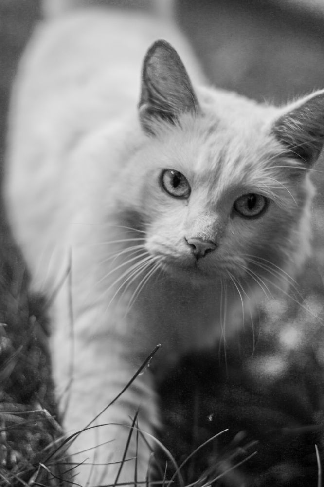 Photograph by Дарья Улюсова