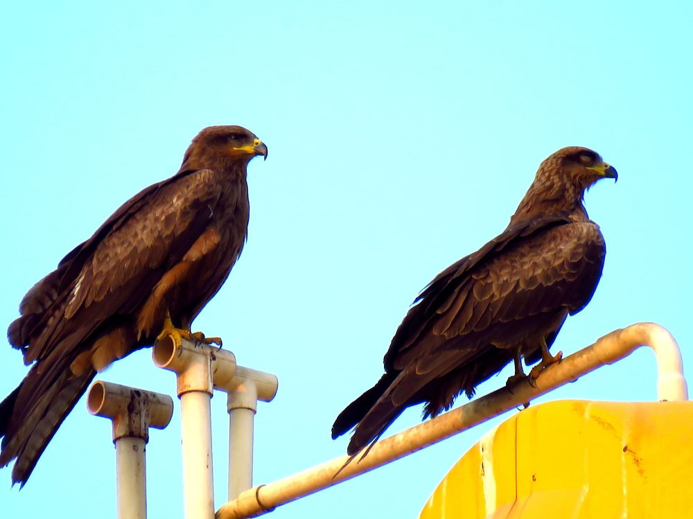 1 hawk trying to coax the other into doing something