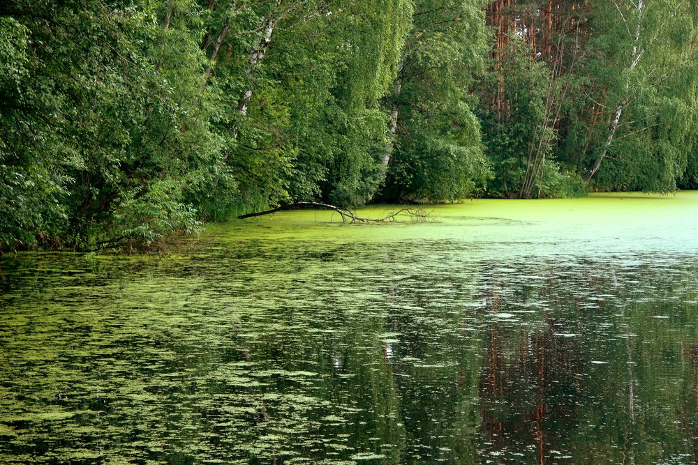 Фотография автора Nelya  Lysenko