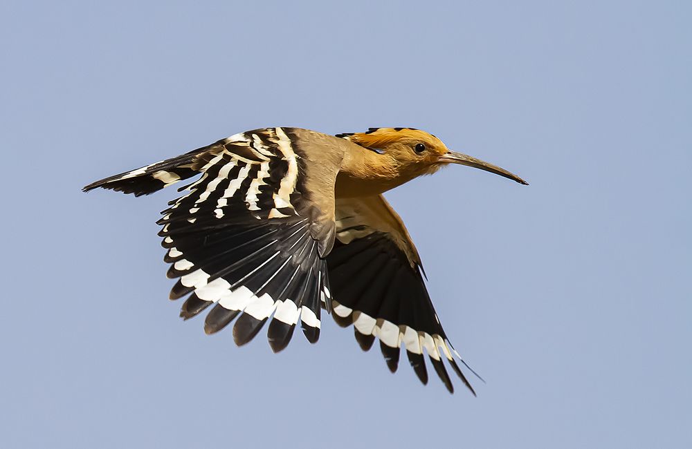 Фотография автора Reda