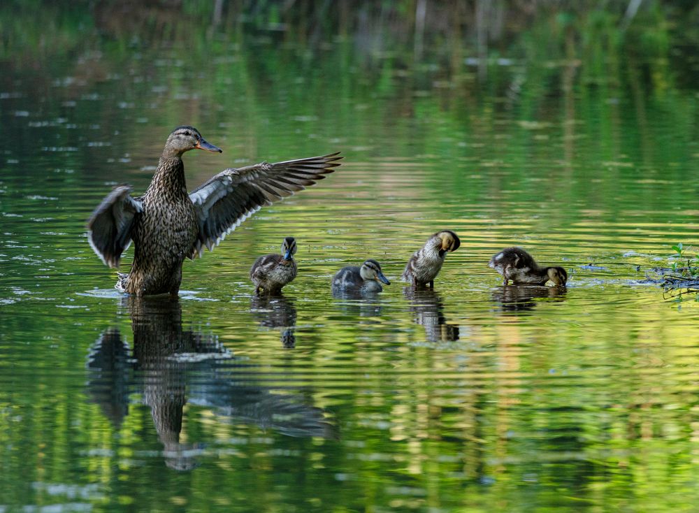 Photograph by Алексей Широбоков