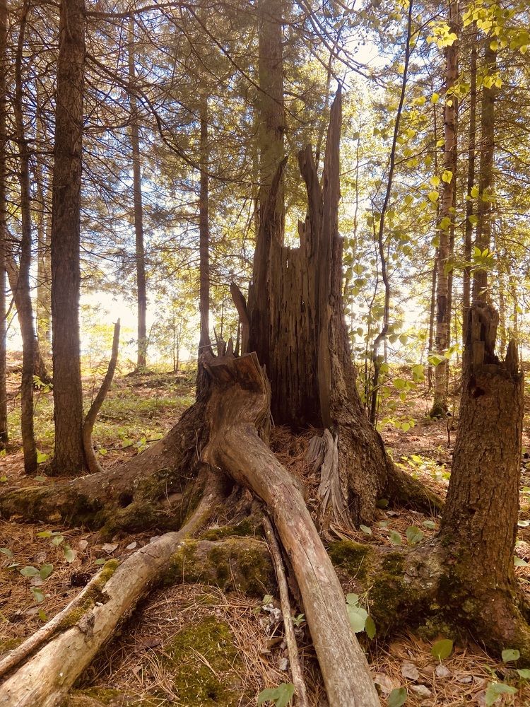 Photograph by Елена Мусина