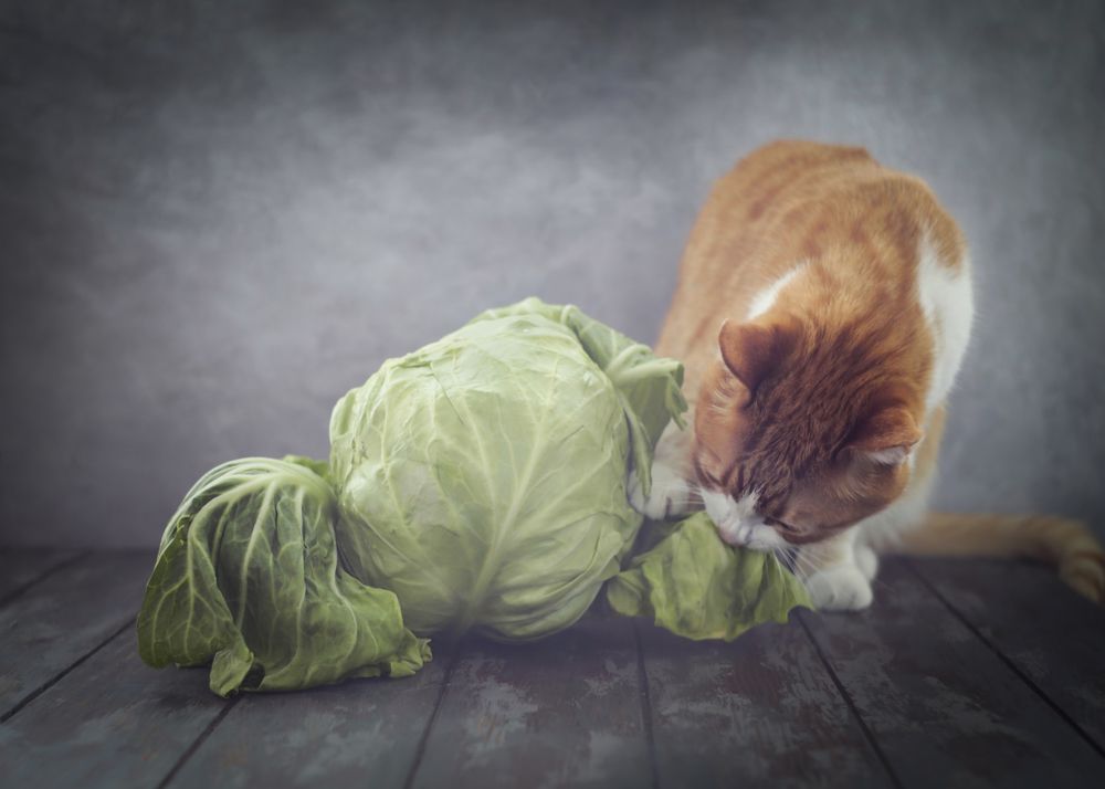 Photograph by Светлана Люсина