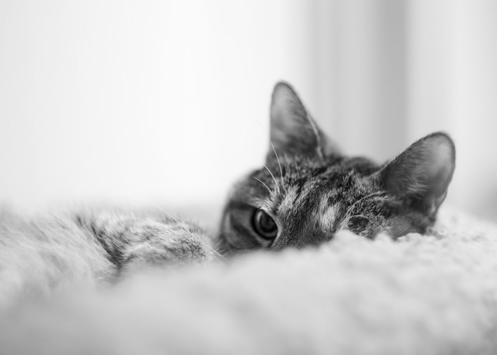 Photograph by Светлана Люсина