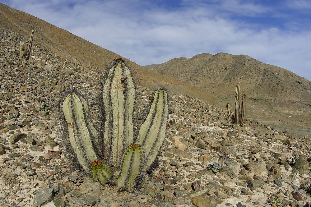 Кактусы в пустыне