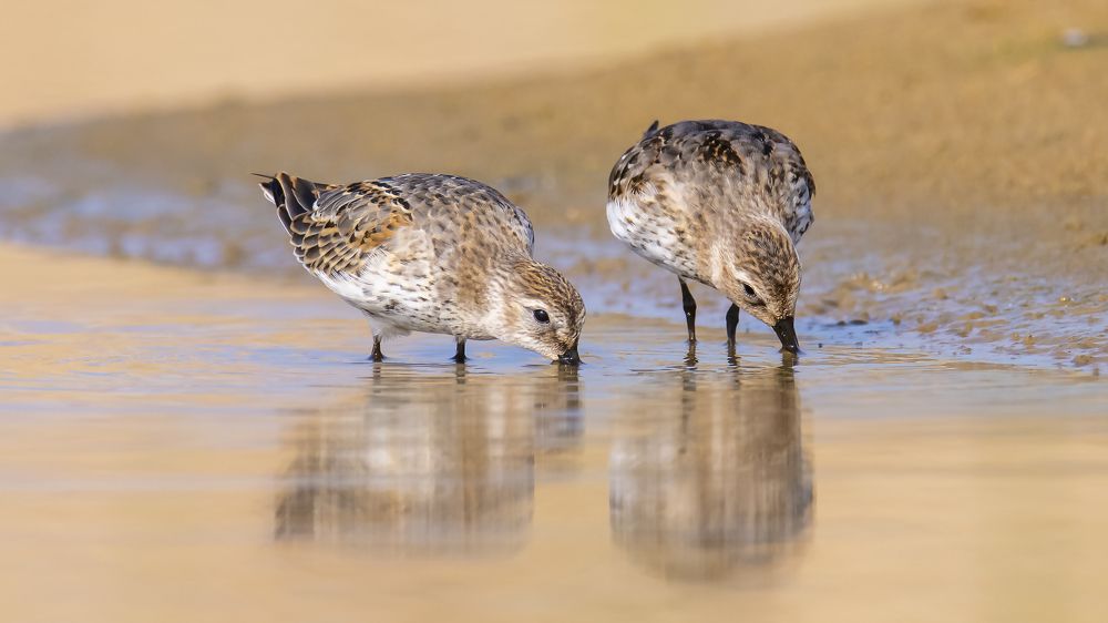 Photograph by Валерий Шурмиль