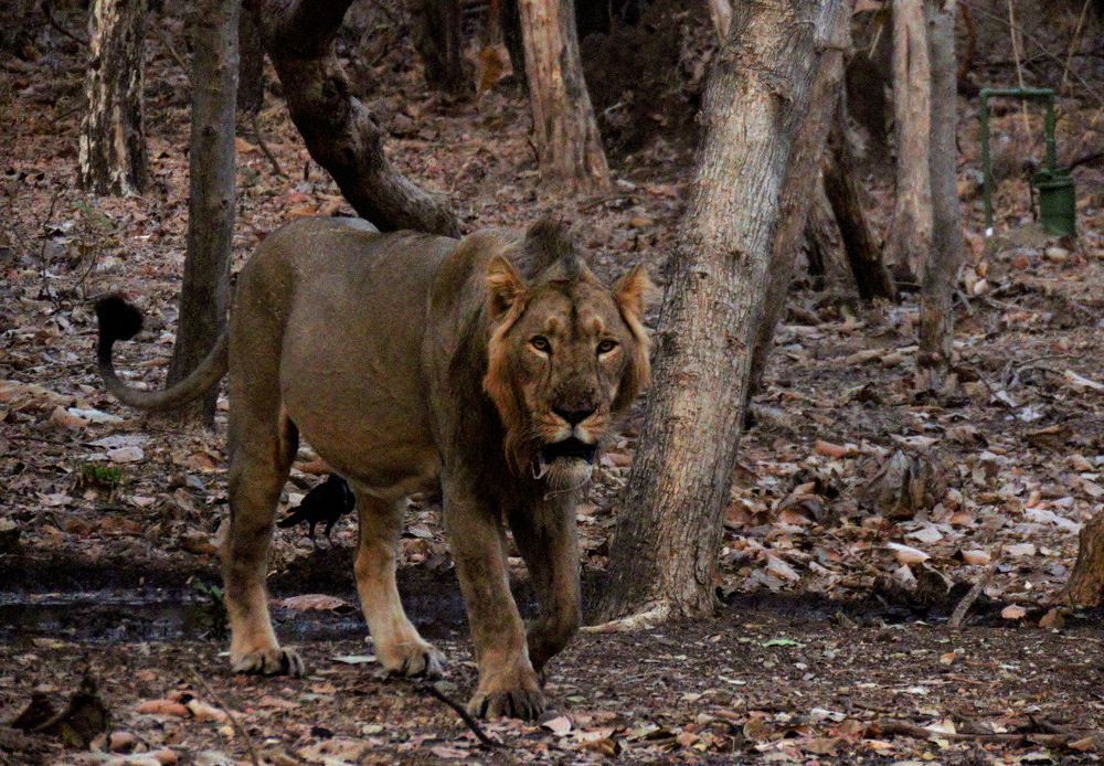 Lion turns to come toward me