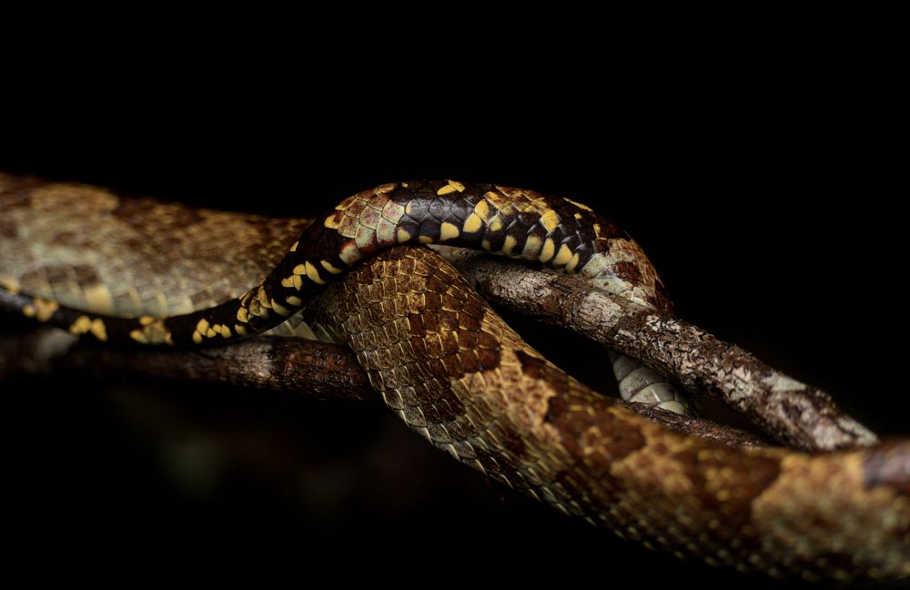 Фотография автора Kiran KV