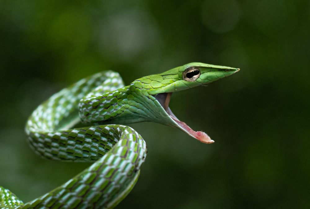 Фотография автора Kiran KV