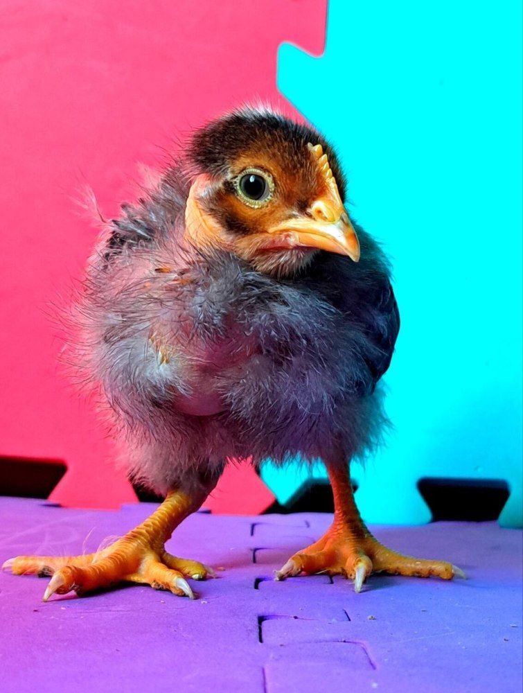 Фотография автора Yuliya Yuskova