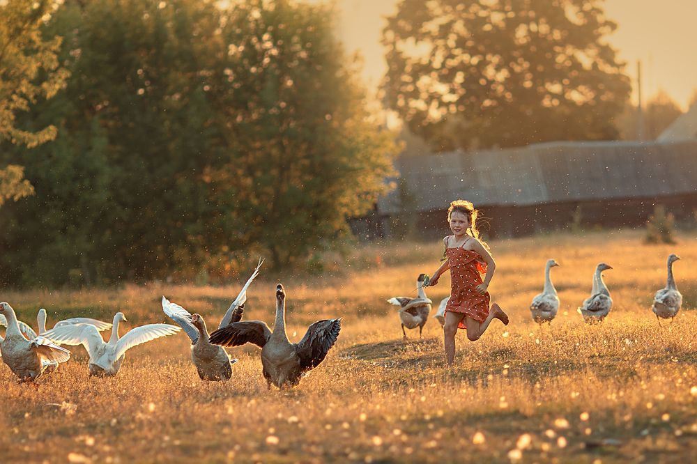 The girl and the geese