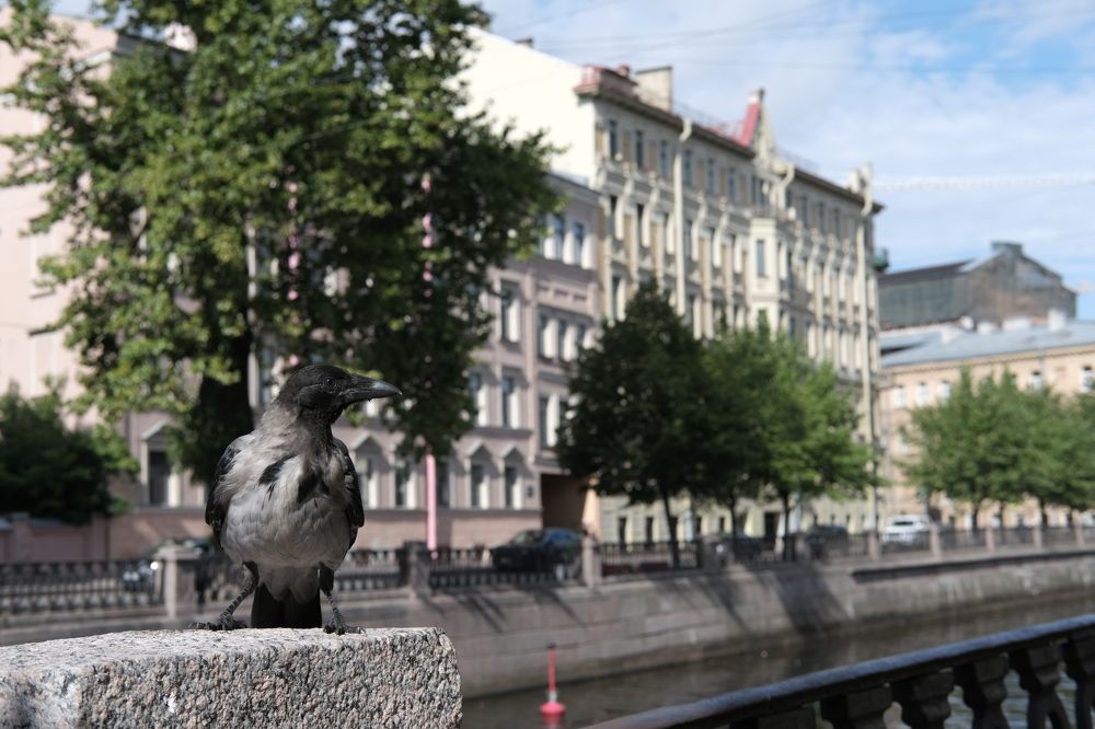 Фотография автора Александров Алексей