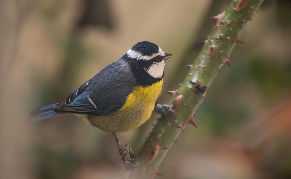 Photograph by kamel draa