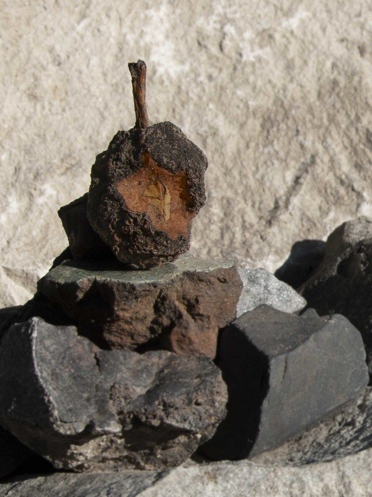 Новые окаменелости