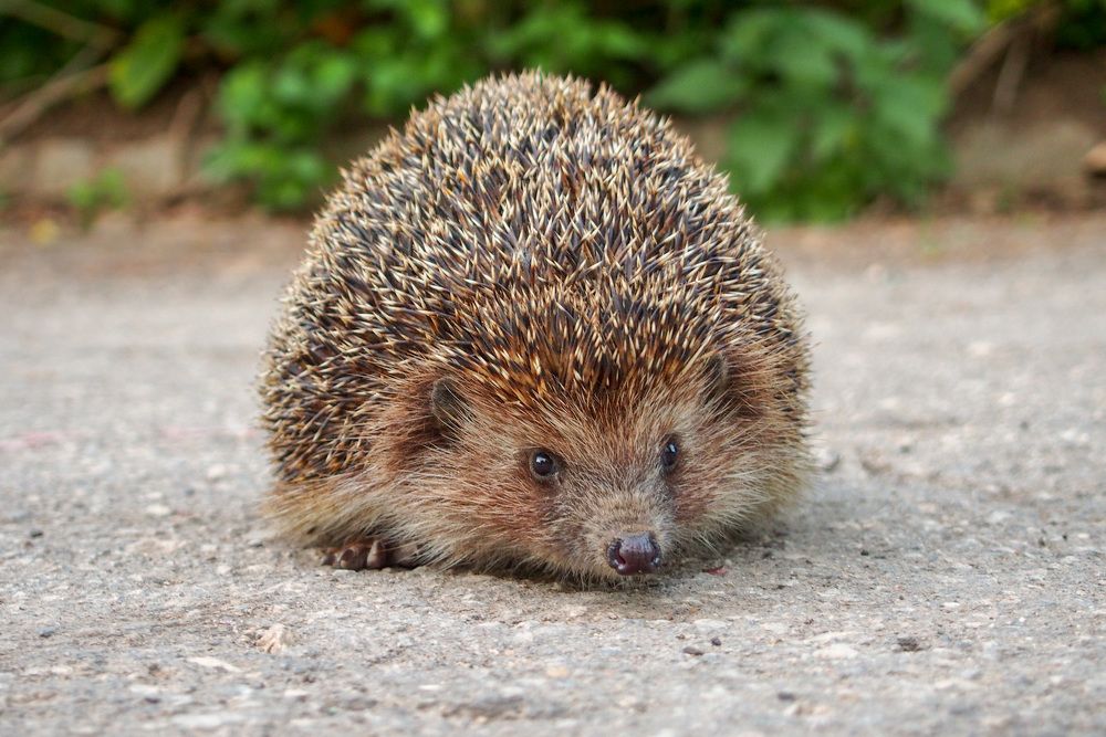 Photograph by Сергей Пушкин