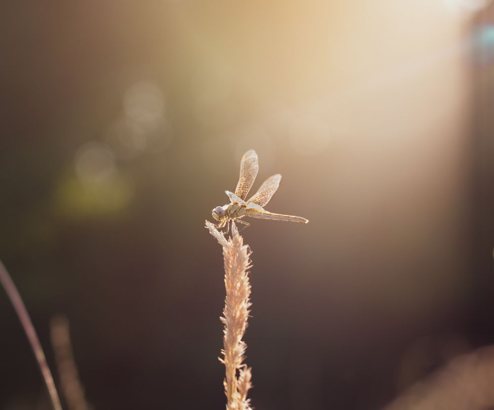 Photograph by Галина Еровенко
