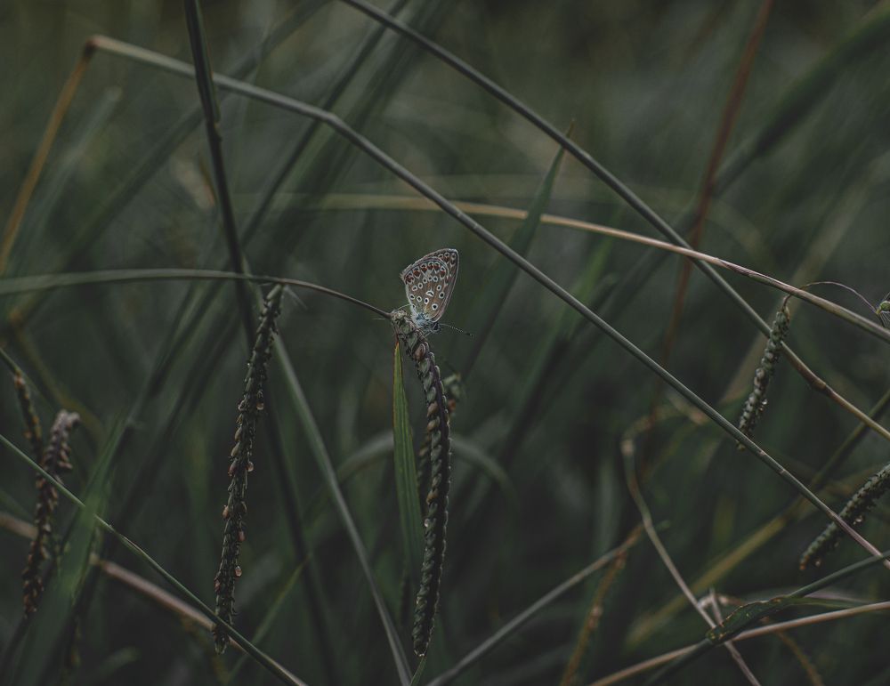 Photograph by Галина Еровенко