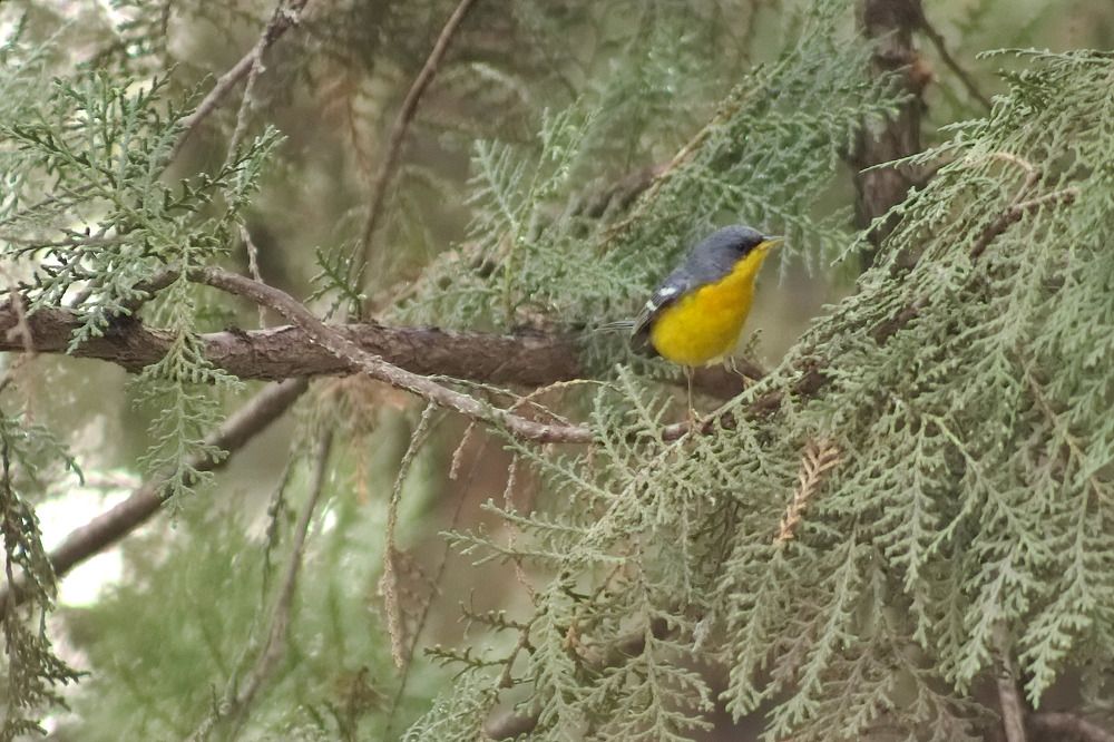 Photograph by Guillermo Topp