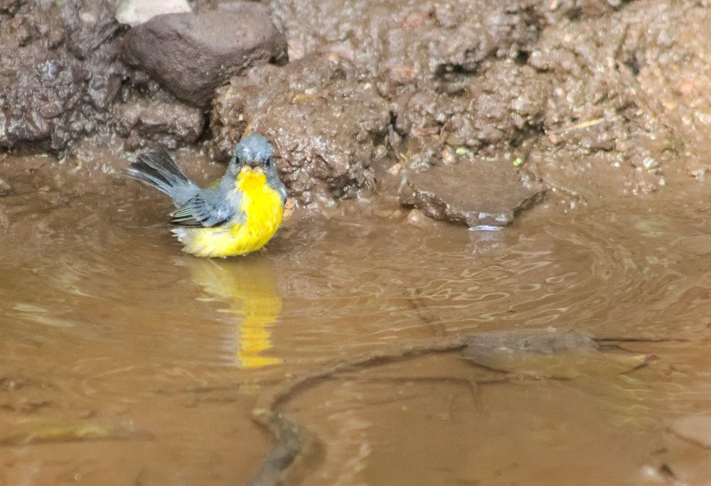 Setophaga Pitiayumi en Horco Molle