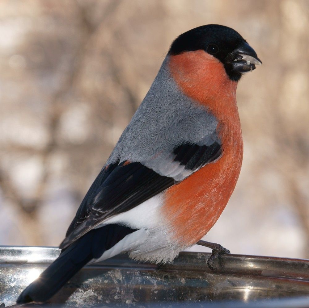 Снегирь (Pyrrhula pyrrhula) держит в клюве семечку, сидя на кормушке