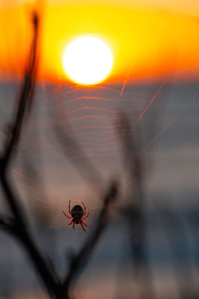 Photograph by Елена Аверина