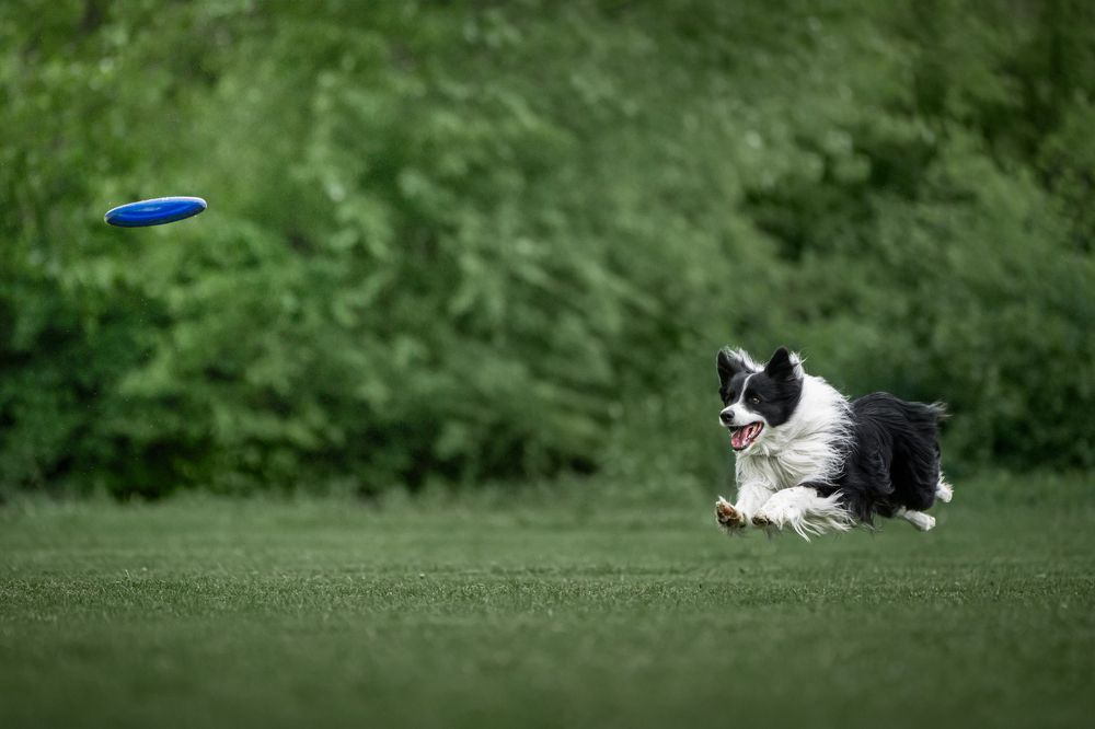 Фотография автора Krisztián Csalami